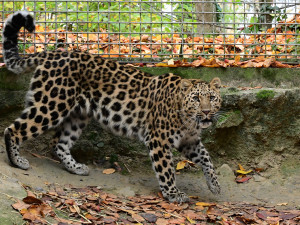 Do olomoucké zoo přicestovala samice levharta mandžuského. Ve volné přírodě tato šelma téměř vyhynula