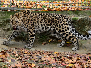 Do olomoucké zoo přicestovala samice levharta mandžuského. Ve volné přírodě tato šelma téměř vyhynula