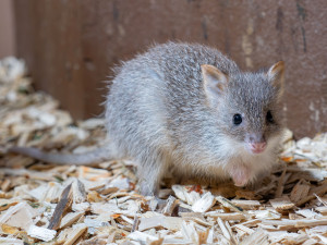 V olomoucké zoo se narodilo první mládě klokánka rudohnědého. Malá samička se má k světu