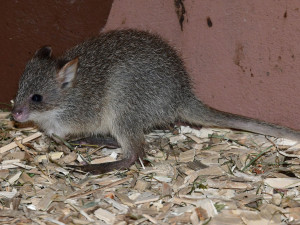 V olomoucké zoo se narodilo první mládě klokánka rudohnědého. Samička se má k světu
