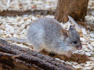 V olomoucké zoo se narodilo první mládě klokánka rudohnědého. Samička se má k světu