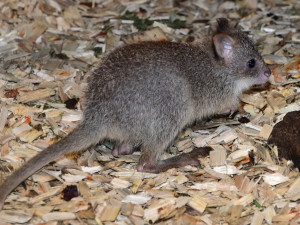 V olomoucké zoo se narodilo první mládě klokánka rudohnědého. Samička se má k světu