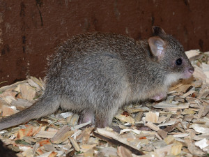 V olomoucké zoo se narodilo první mládě klokánka rudohnědého. Samička se má k světu