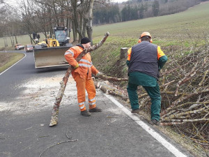 Za posledních 20 let se vykácelo podél silnic více stromů než vysadilo. Olomoucký kraj je uprostřed žebříčku