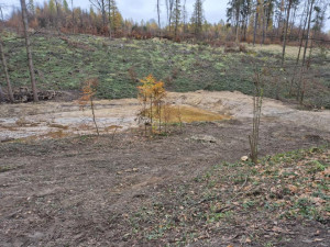 Cyklotrasy, studánka, tůně i nová výsadba. Šumperský příměstský les prošel řadou úprav