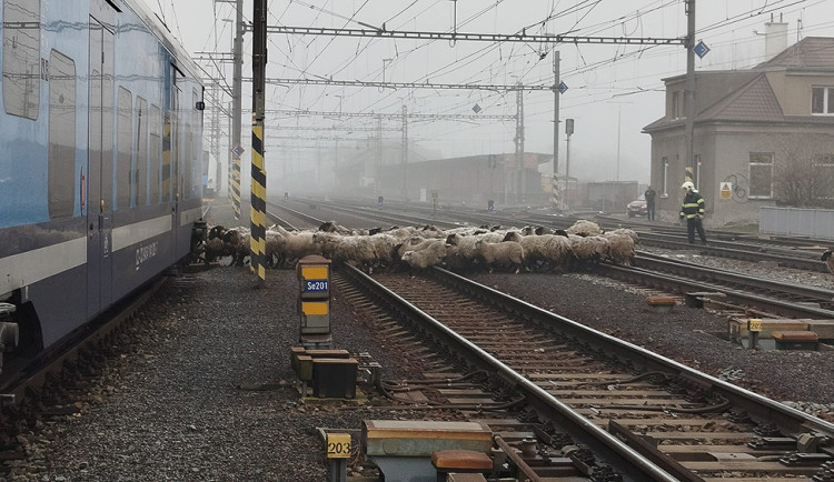 Provoz na železničním koridoru u Olomouce zastavilo stádo ovcí. Vlaky nabíraly zpoždění, zasahovali hasiči