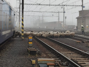 Provoz na železničním koridoru u Olomouce zastavilo stádo ovcí. Vlaky nabíraly zpoždění, zasahovali hasiči