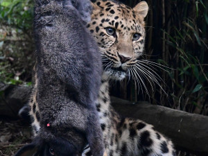 VIDEO: Samice kriticky ohroženého levharta se poprvé představila ve výběhu. A hned spořádala králíka