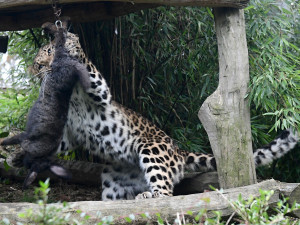 VIDEO: Samice kriticky ohroženého levharta se poprvé představila ve výběhu. A hned spořádala králíka