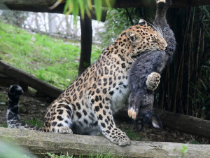 VIDEO: Samice kriticky ohroženého levharta se poprvé představila ve výběhu. A hned spořádala králíka
