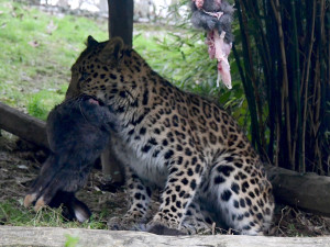 VIDEO: Samice kriticky ohroženého levharta se poprvé představila ve výběhu. A hned spořádala králíka