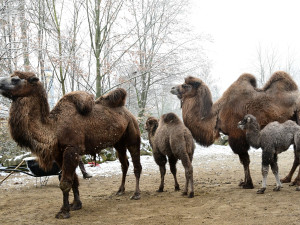 FOTOGALERIE: Zoo v zimě? Některá zvířata si nízké teploty pochvalují, výjimkou nejsou velbloudi na sněhu