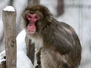FOTOGALERIE: Zoo v zimě? Některá zvířata si nízké teploty pochvalují, výjimkou nejsou klokany nebo žirafy na sněhu
