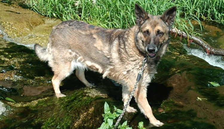 HLEDÁME PÁNÍČKA: Tři hodní pejsci a jeden ztracený kocourek čekají na svou novou šanci v útulku v Javorníku