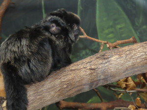 Velká radost v zoo. Po čtvrtstoletí se narodil malý čertík, mládě tamarína skákavého zatím samice nosí jako šálu