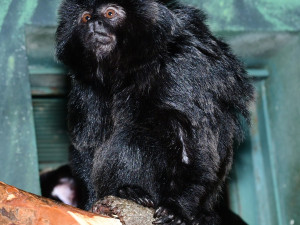 Velká radost v zoo. Po čtvrtstoletí se narodil malý čertík, mládě tamarína skákavého zatím samice nosí jako šálu