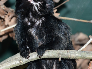 Velká radost v zoo. Po čtvrtstoletí se narodil malý čertík, mládě tamarína skákavého zatím samice nosí jako šálu