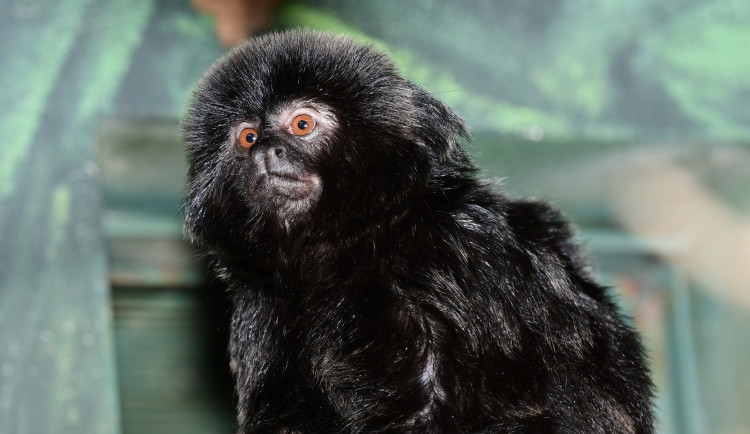 Velká radost v zoo. Po čtvrtstoletí se narodil malý čertík, mládě tamarína skákavého zatím samice nosí jako šálu