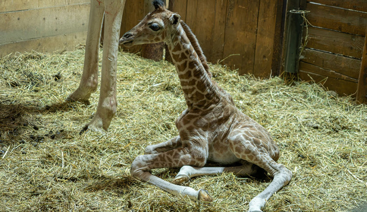 VIDEO: V Zoo Olomouc se rozkoukává týdenní žirafátko Nick, mládě rozšířilo desetičlenné stádo