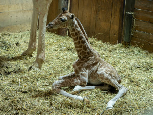 VIDEO: V Zoo Olomouc se rozkoukává týdenní žirafátko Nick, mládě rozšířilo desetičlenné stádo