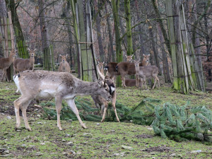 Také zvířata v olomoucké zoo měla Vánoce a dostala dárky. Pochutnala si na neprodaných stromečcích