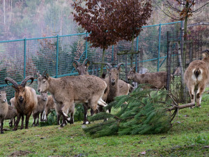 Také zvířata v olomoucké zoo měla Vánoce a dostala dárky. Pochutnala si na neprodaných stromečcích