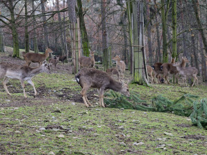 Také zvířata v olomoucké zoo měla Vánoce a dostala dárky. Pochutnala si na neprodaných stromečcích
