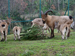 Také zvířata v olomoucké zoo měla Vánoce a dostala dárky. Pochutnala si na neprodaných stromečcích