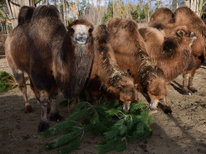 Také zvířata v olomoucké zoo měla Vánoce a dostala dárky. Pochutnala si na neprodaných stromečcích