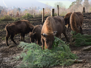 Také zvířata v olomoucké zoo měla Vánoce a dostala dárky. Pochutnala si na neprodaných stromečcích