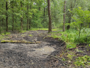 V Litovelském Pomoraví je desítka nových tůní. Domov zde najdou vzácné druhy, jako jsou žebratka nebo čolek
