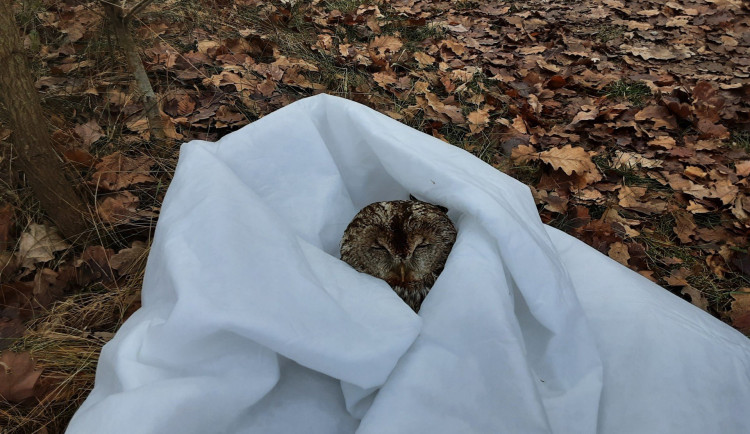 O Vánocích hasiči řešili požáry, ale zachraňovali také káně z vody, sýčka z větrací šachty a dron ze stromu