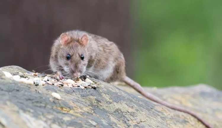 100-brown-rat-2115585