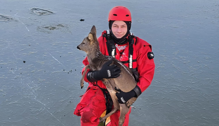 Hasiči zachránili srnu, která se u Pluhova Žďáru propadla do zamrzlého rybníka