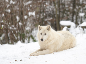 Kolik zvířat je v olomoucké zoo? Inventuru si mohou vyzkoušet i její návštěvníci