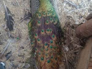 VIDEO: Peklo na Silvestra. V Tršicích petardy usmrtily pávy, ohňostroj byl i na přísně chráněné Ovčárně