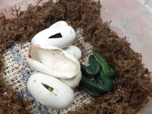 Návštěvníci olomoucké zoo mohou vidět první ze čtyř mláďat vzácné užovky. Na svět přišlo loni v listopadu