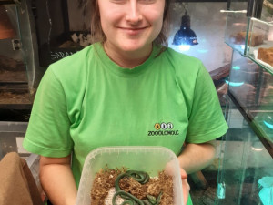 Návštěvníci olomoucké zoo mohou vidět první ze čtyř mláďat vzácné užovky. Na svět přišlo loni v listopadu