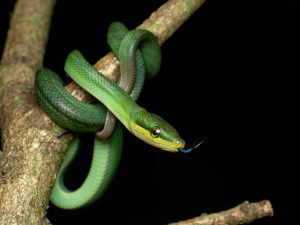 Návštěvníci olomoucké zoo mohou vidět první ze čtyř mláďat vzácné užovky. Na svět přišlo loni v listopadu