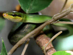 Návštěvníci olomoucké zoo mohou vidět první ze čtyř mláďat vzácné užovky. Na svět přišlo loni v listopadu