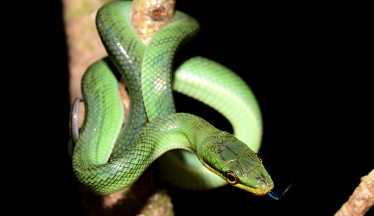 Návštěvníci olomoucké zoo mohou vidět první ze čtyř mláďat vzácné užovky. Na svět přišlo loni v listopadu