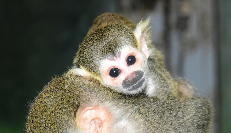 Prvním mládětem letošního roku v olomoucké zoo je opět kotul. Malá opička se zatím drží matky