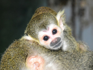 Prvním mládětem letošního roku v olomoucké zoo je opět kotul. Malá opička se zatím drží matky