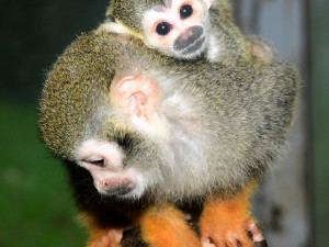 Prvním mládětem letošního roku v olomoucké zoo je opět kotul. Malá opička se zatím drží matky