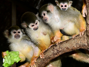 Prvním mládětem letošního roku v olomoucké zoo je opět kotul. Malá opička se zatím drží matky