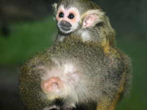 Prvním mládětem letošního roku v olomoucké zoo je opět kotul. Malá opička se zatím drží matky