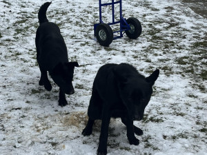Devět trpících psů včetně štěňat skončilo v útulku v Mohelnici. Žili v garáži nebo ve vozíku od auta