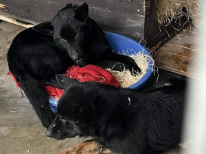 Devět trpících psů včetně štěňat skončilo v útulku v Mohelnici. Žili v garáži nebo ve vozíku od auta