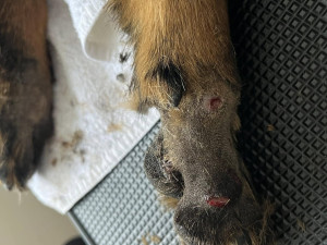 Devět trpících psů včetně štěňat skončilo v útulku v Mohelnici. Žili v garáži nebo ve vozíku od auta