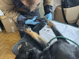 Devět trpících psů včetně štěňat skončilo v útulku v Mohelnici. Žili v garáži nebo ve vozíku od auta